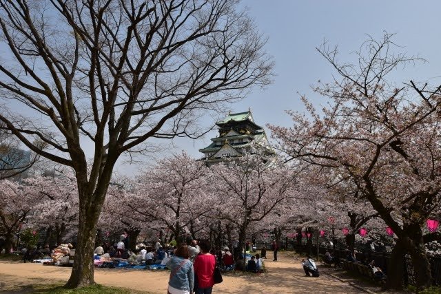 Tradisi Hanami di Jepang